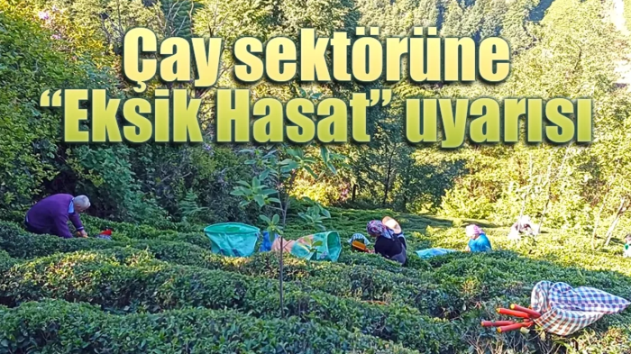 Çay sektörüne “Eksik Hasat” uyarısı